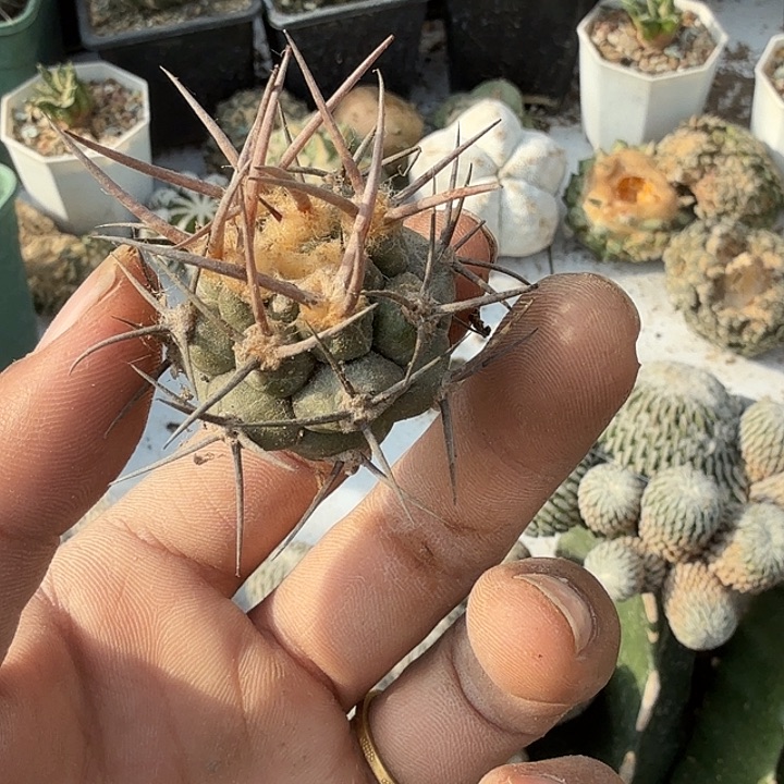 首金摩天龙仙人球