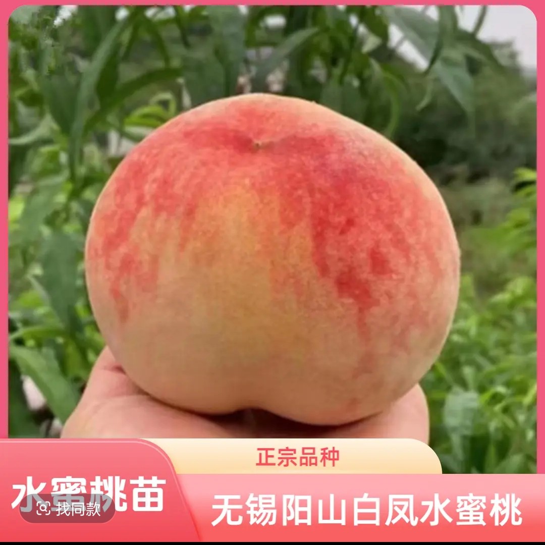 桃树果苗嫁接桃树苗水蜜桃树苗黄桃树苗当年结果南方北方种植树苗