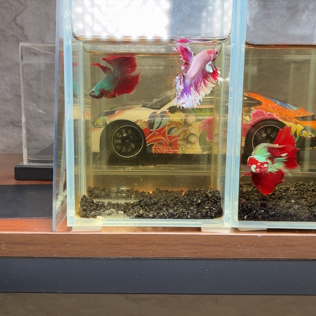 斗鱼紫罗兰绣球大耳朵