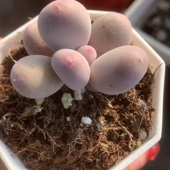 米可单。米可 满9.99包邮不满9.99发叶子）