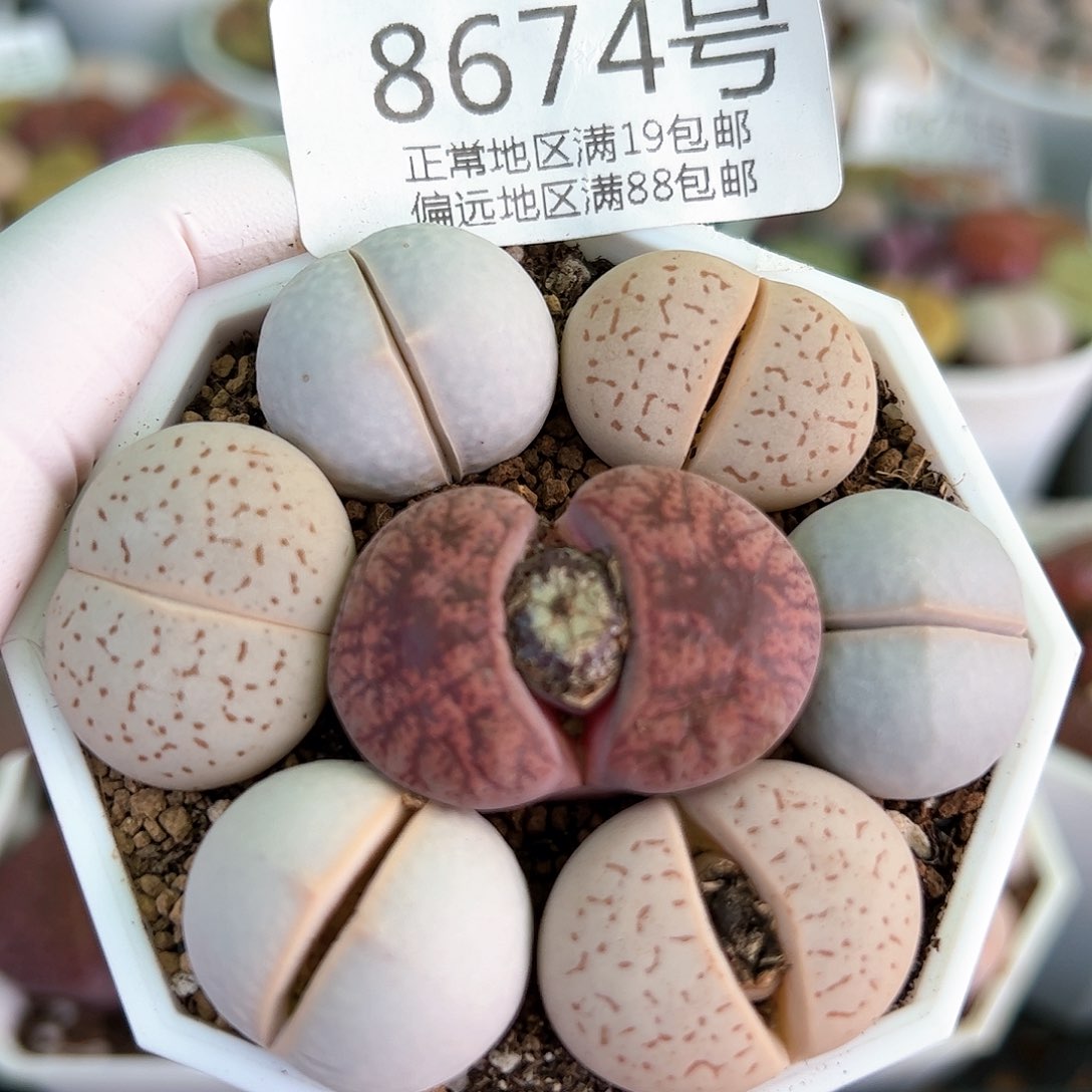 好养易活生石花大母本8674