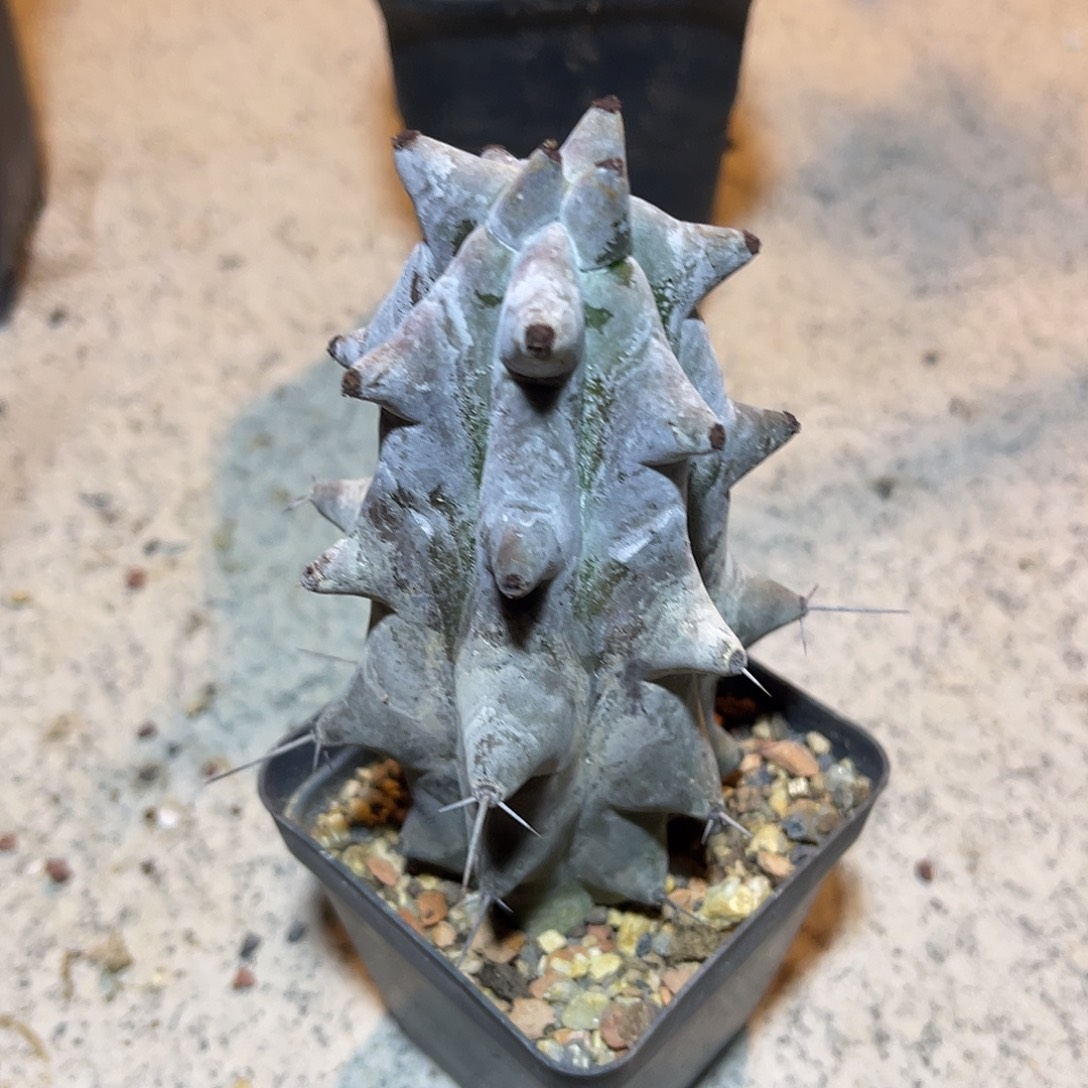 雷斧阁仙人柱一物一拍