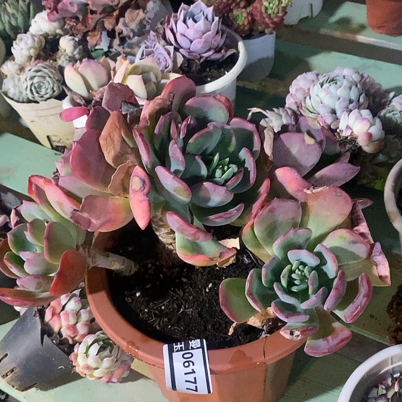 【闪购商品】夕雾06177