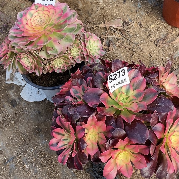 多肉植物273。275多肉