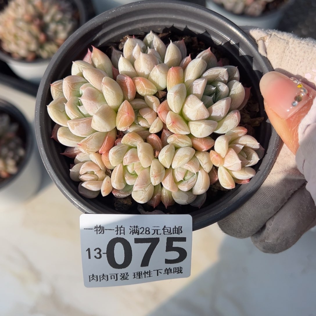 艾莎多肉多肉多肉多