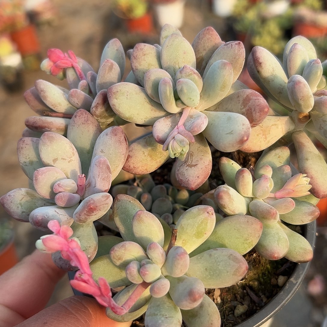 多肉植物苹果奶老庄