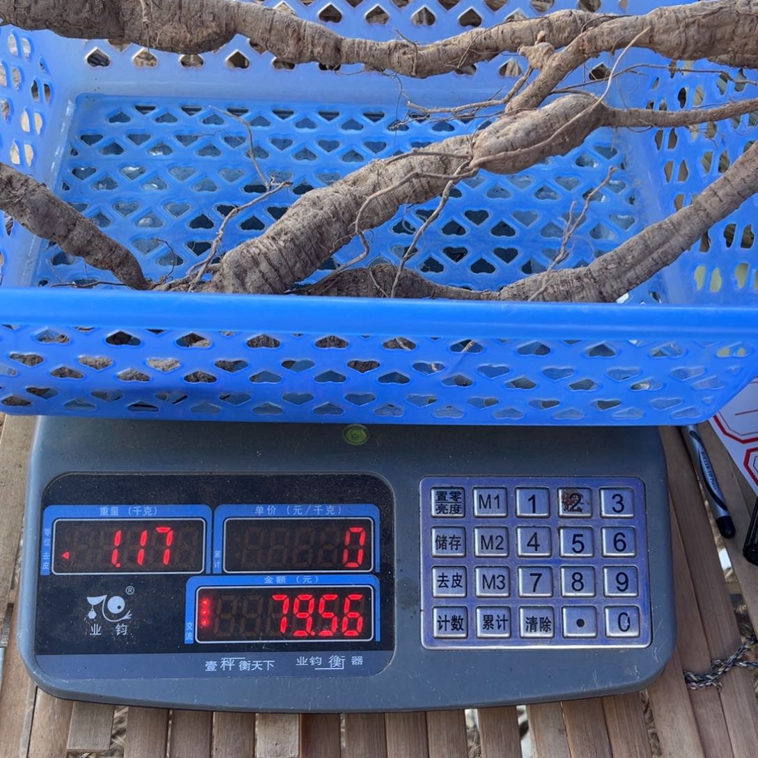 中国大陆黄牛泡酒