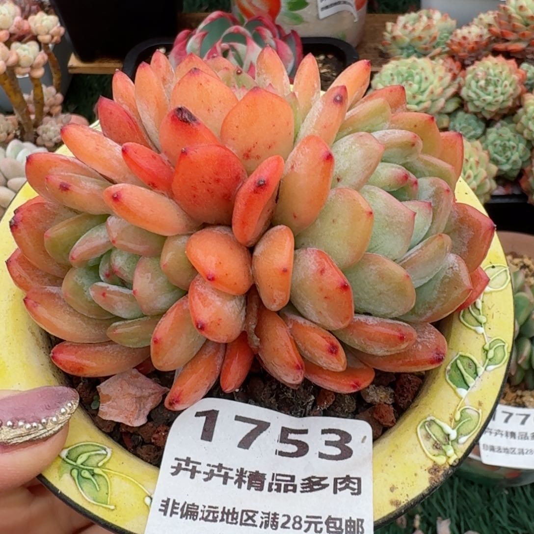 1753一物一拍（满28包邮）