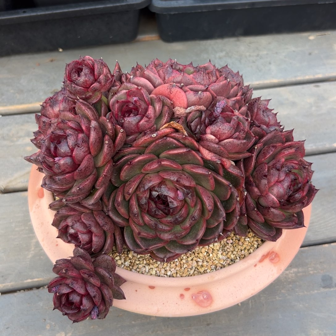 多肉一物一拍0208-红灯宝石