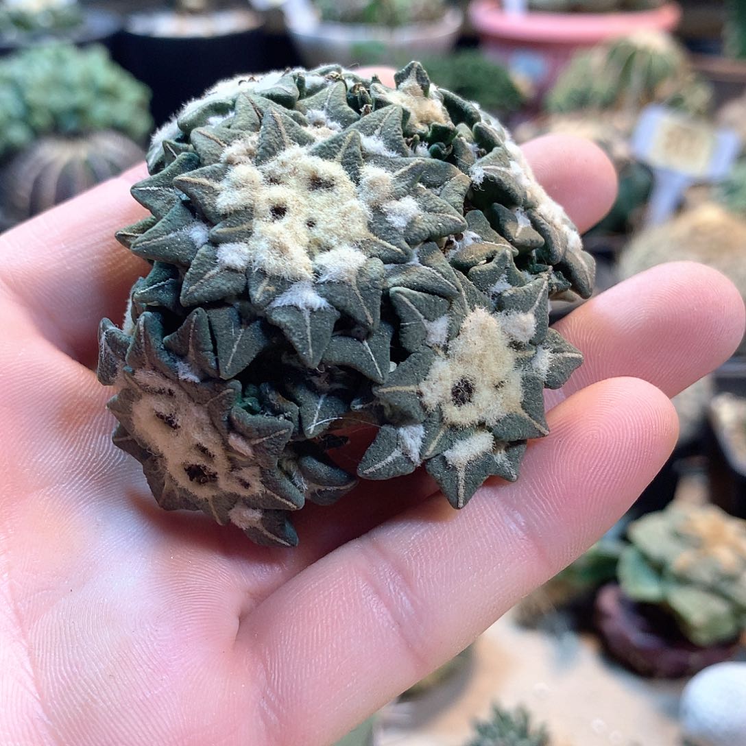 自根黑牡丹群                 