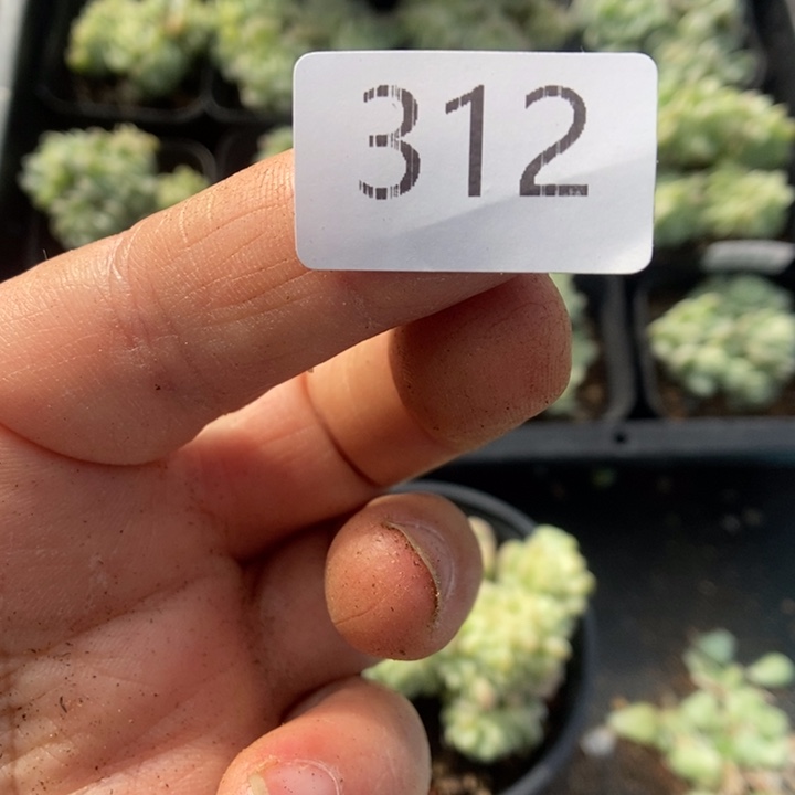 H***姚一物一拍一物一拍1116-312