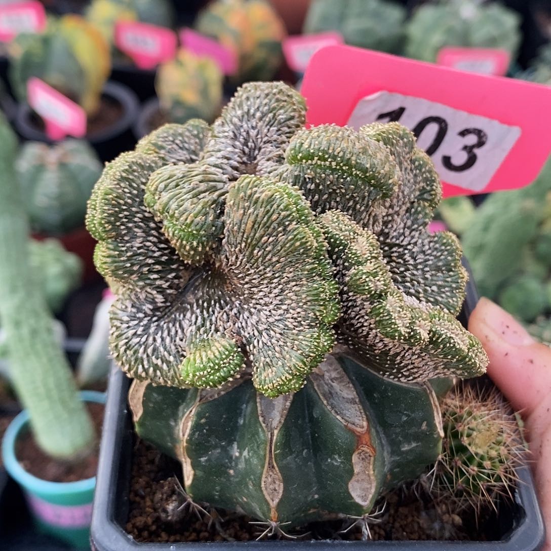 花花草草花花草草