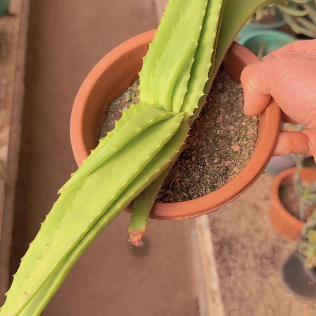 C***哇块根植物块根植物块根