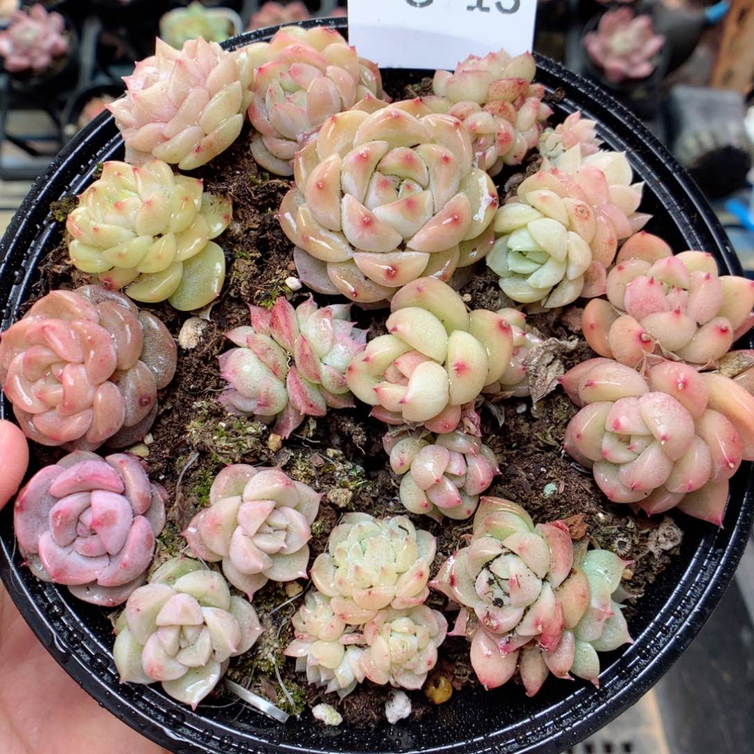 G13 ，柿子多肉20包邮两天凑单