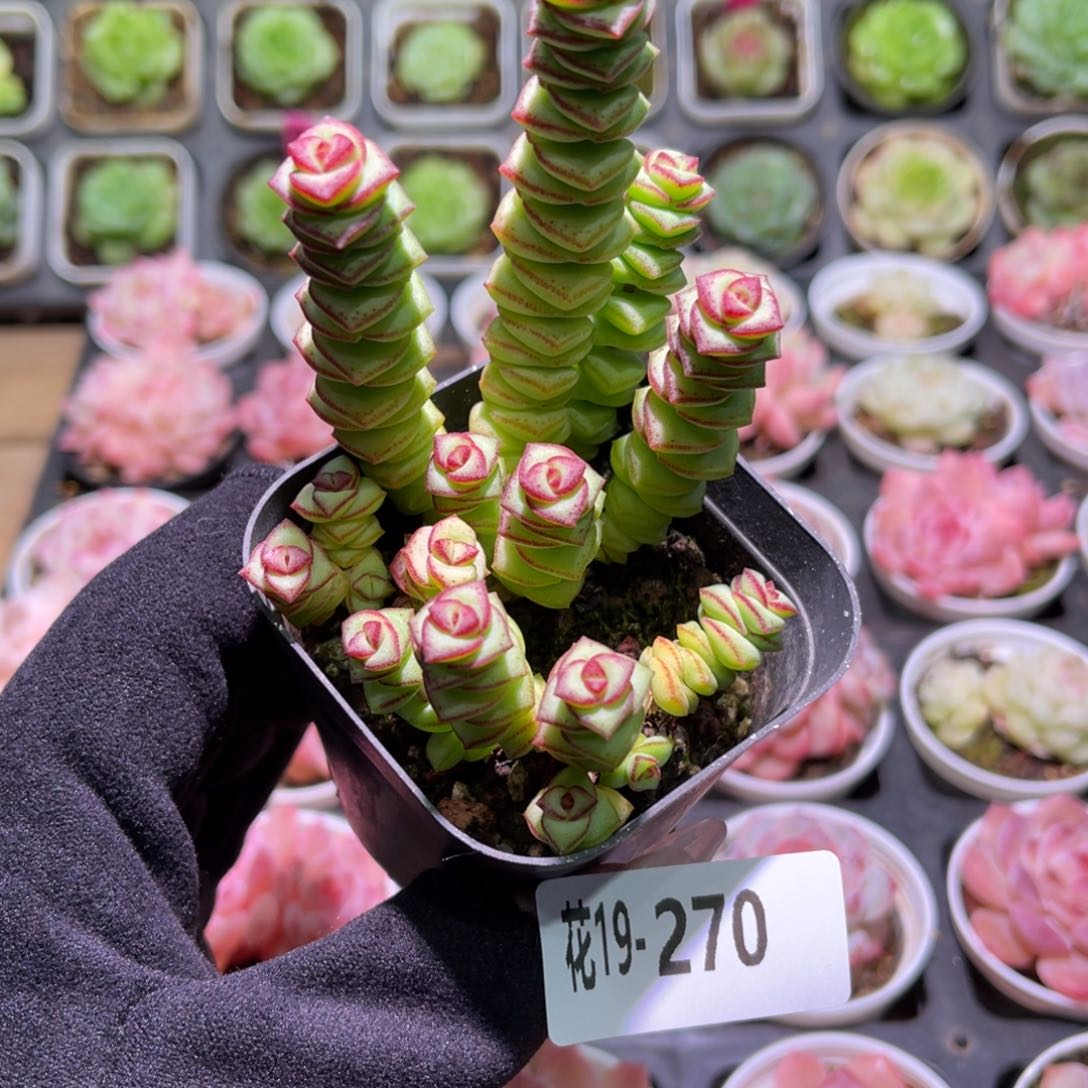 花利美19-270钱串