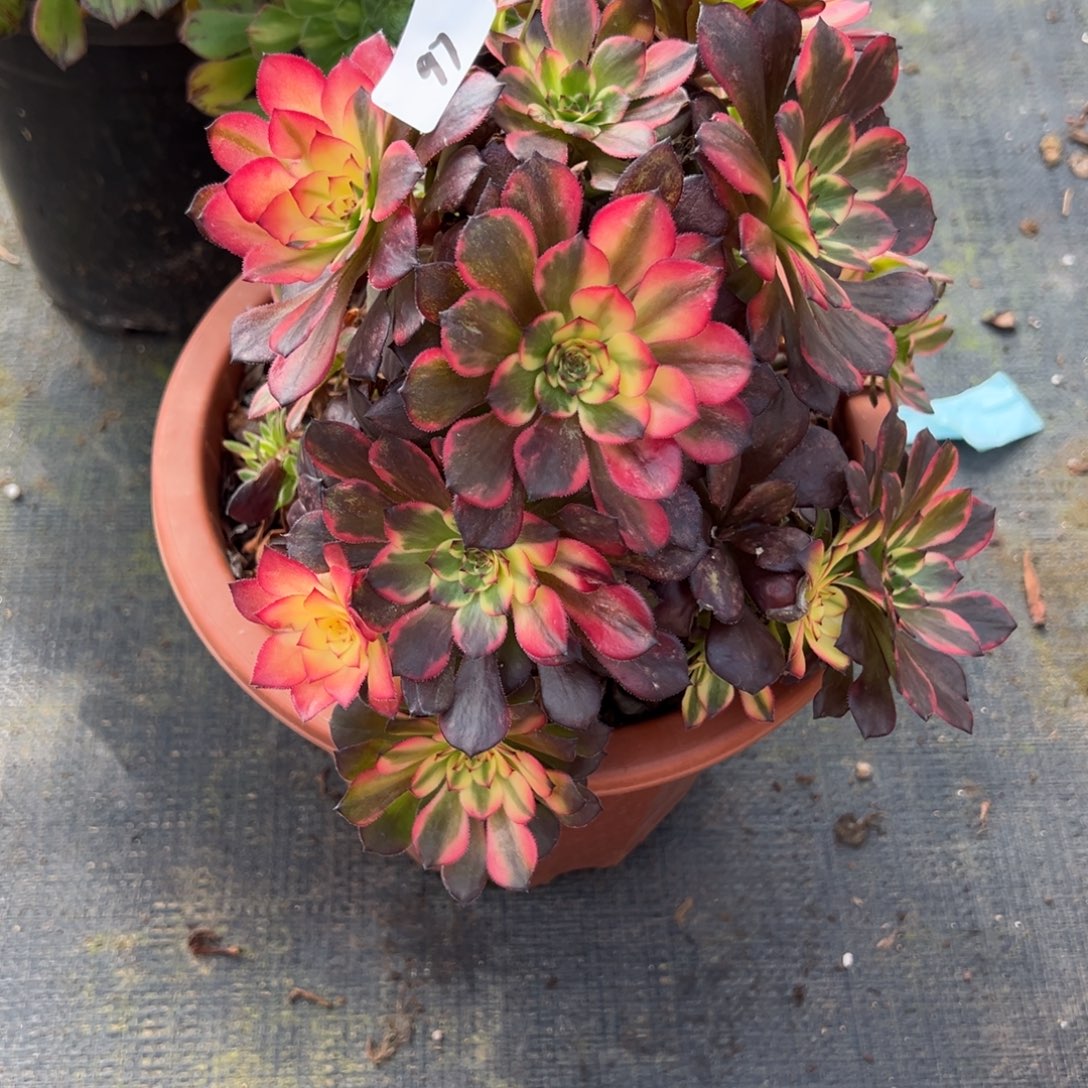 97烟母本多肉嘻嘻嘻