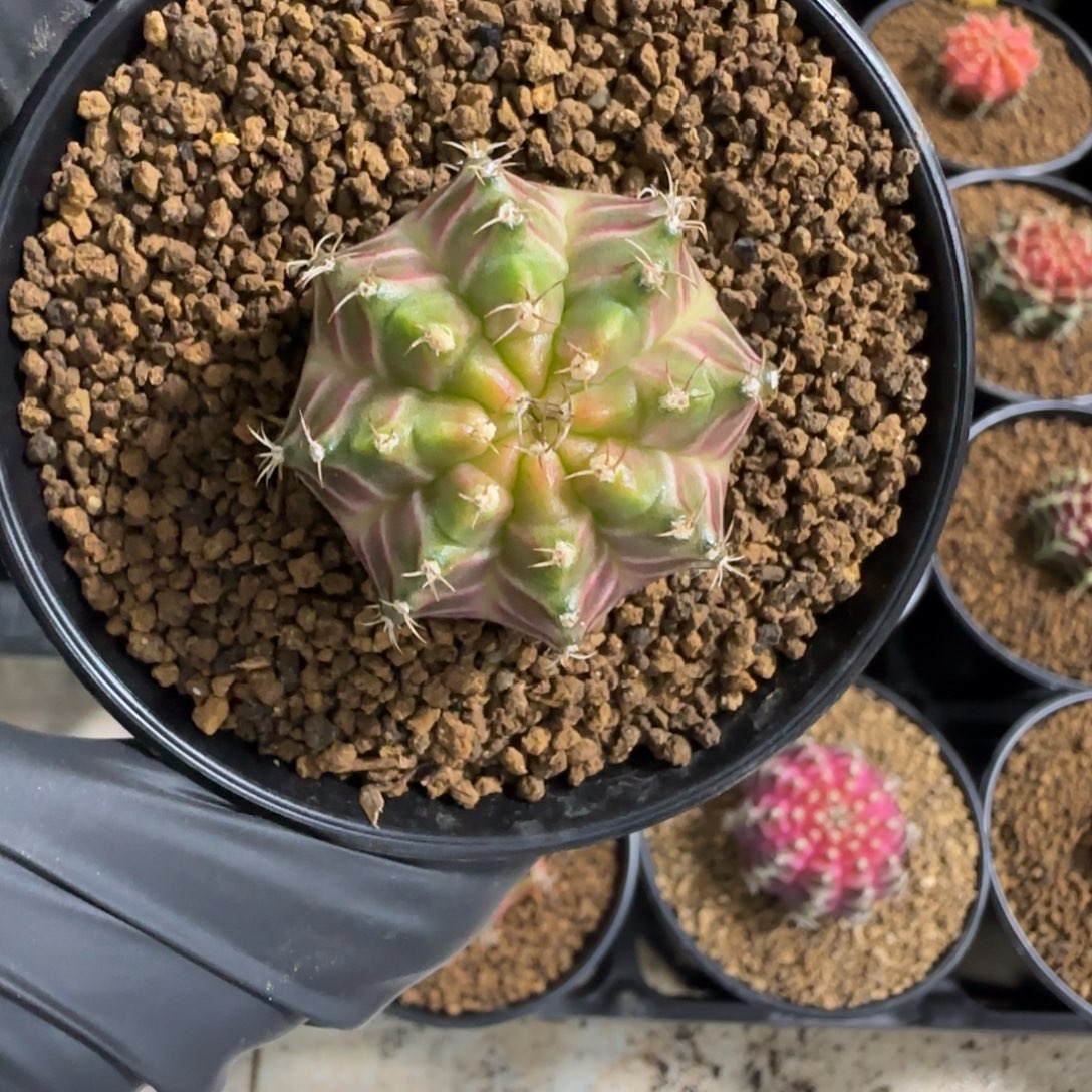 泰系实生皇氏肋骨轮回