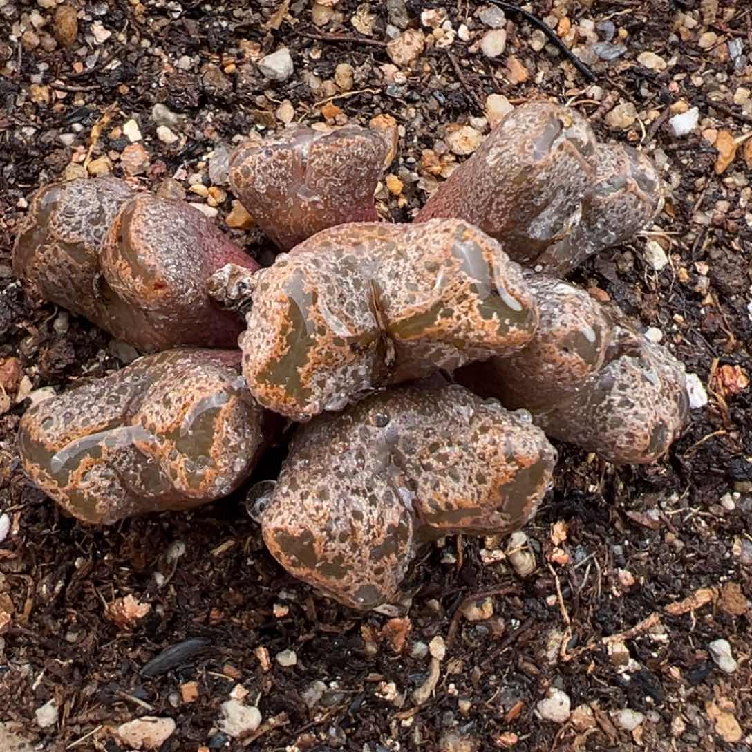 2.7好看的多肉844