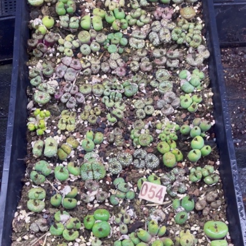 兔***～054肉缀大盘如图带筐