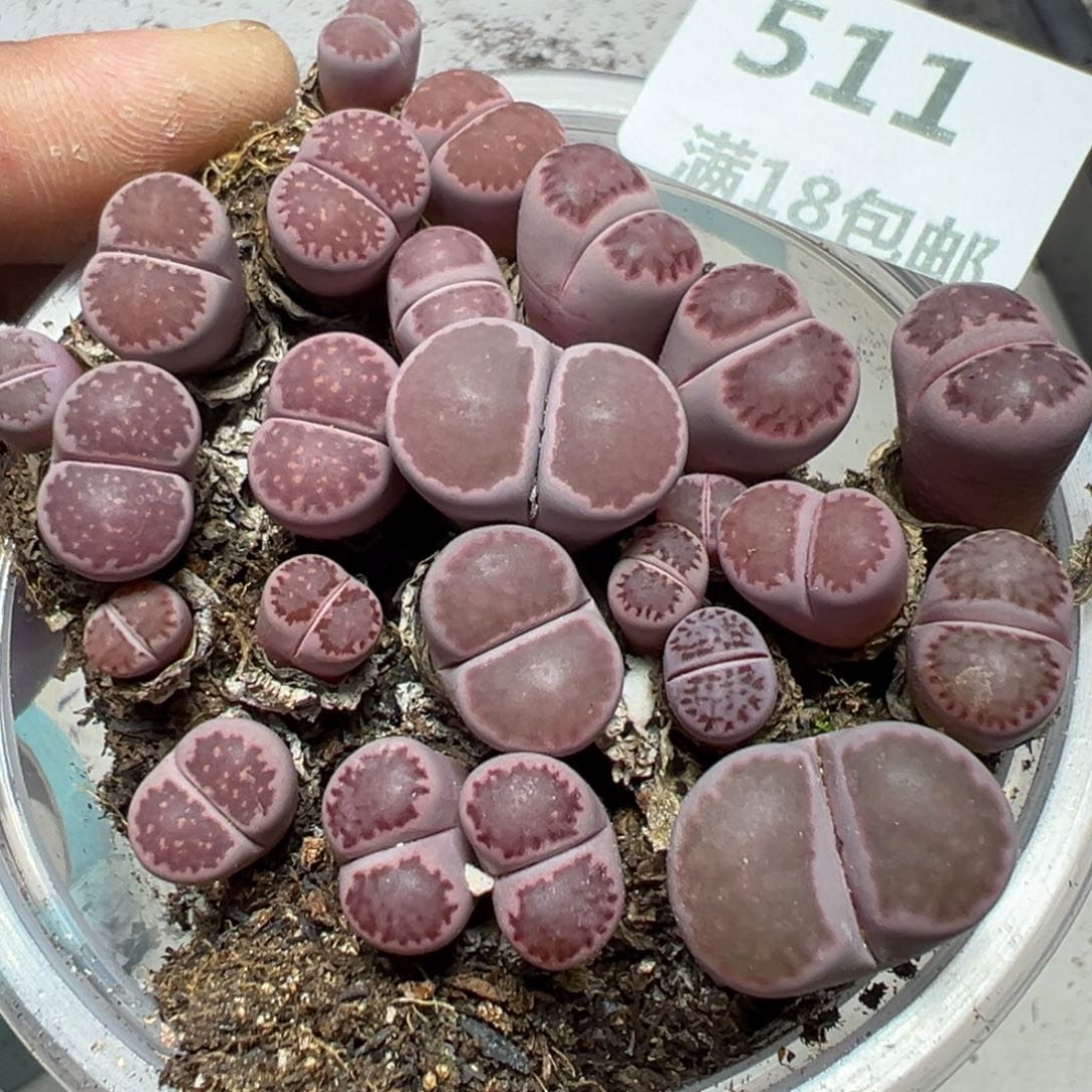 【闪购商品】 511 长腿。 