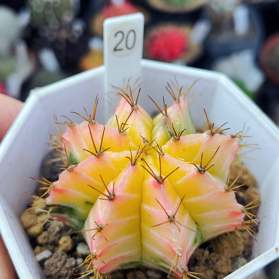 非偏远地区满25包邮仙人球