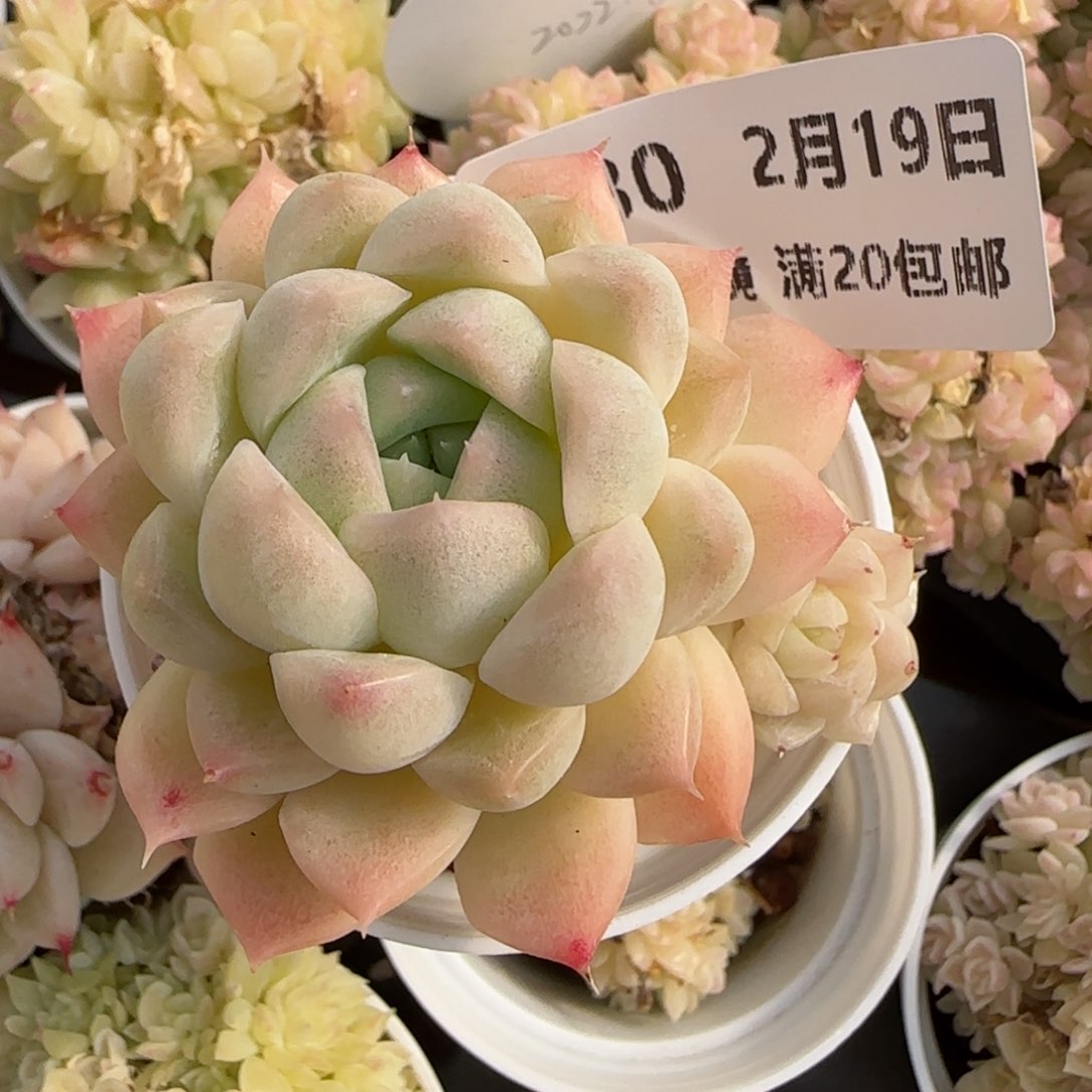 ?****花语逸境0219-830