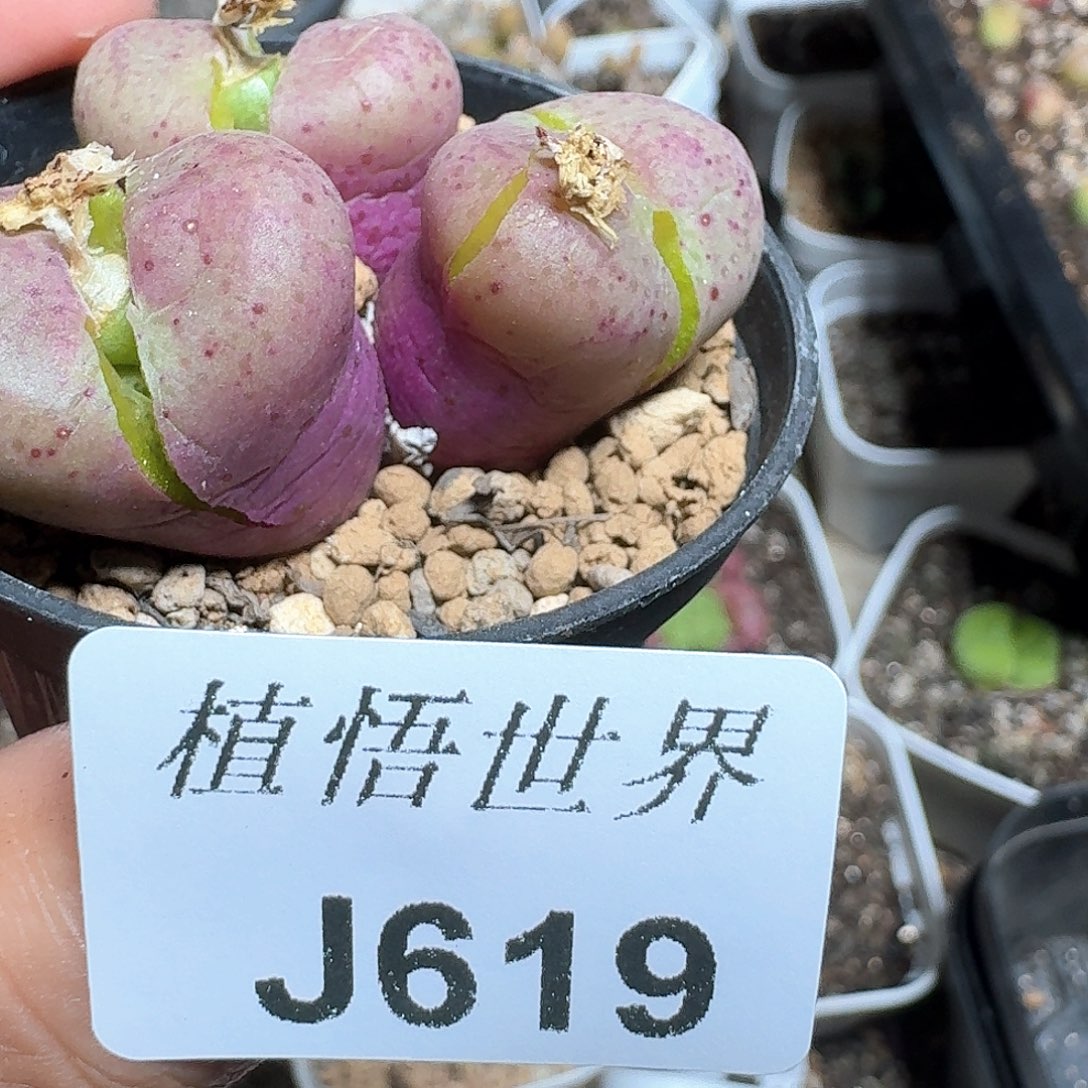 619号多肉植物哇f v