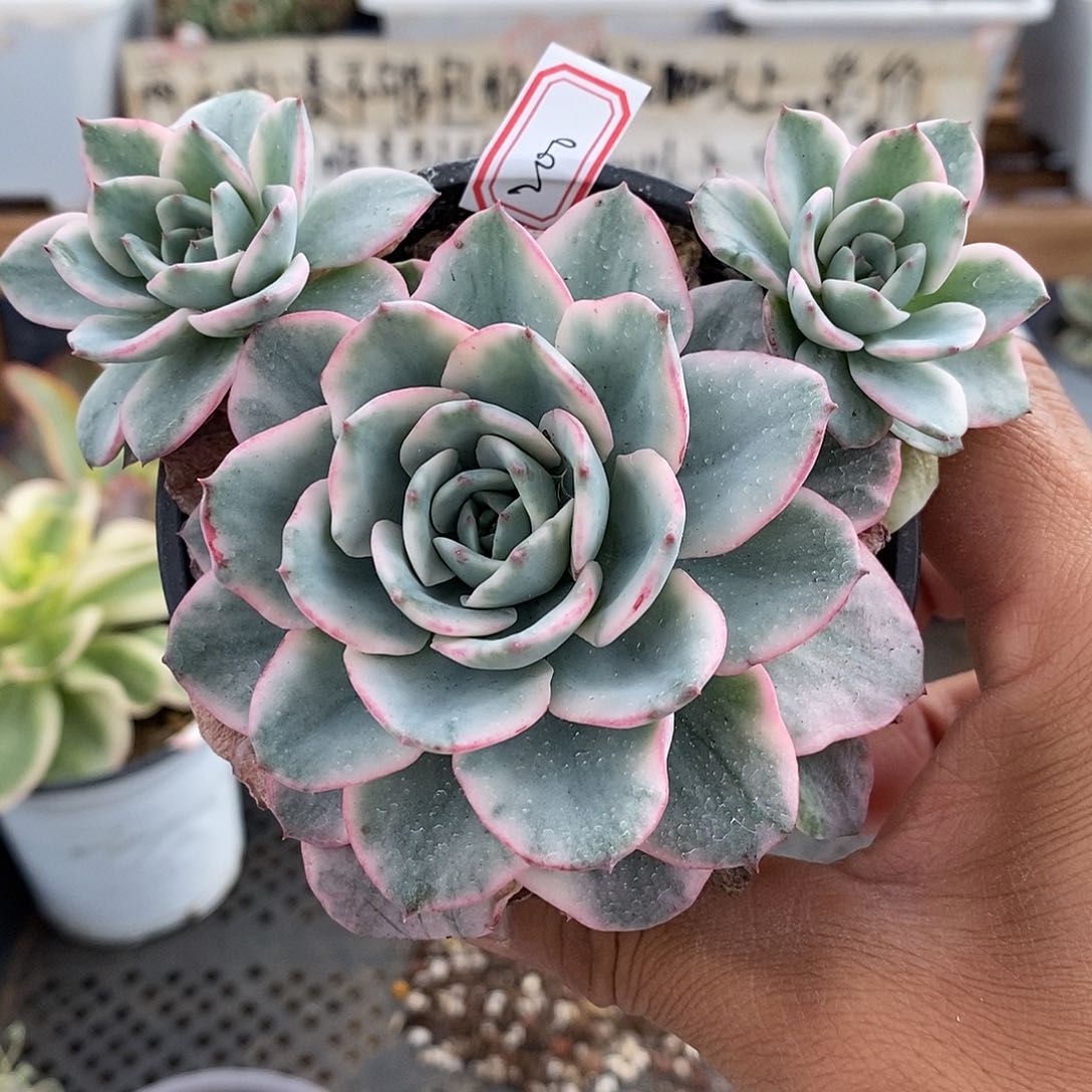 16200 奶油黄桃覆轮锦自然群