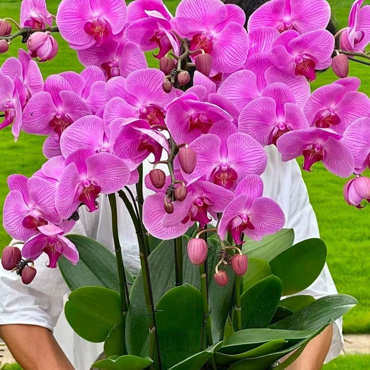 蝴蝶兰【红橙】带花带花苞发货室内花卉四季好养活