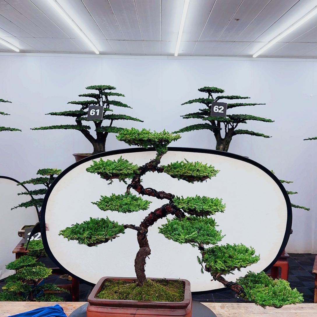 无花朵000000000000