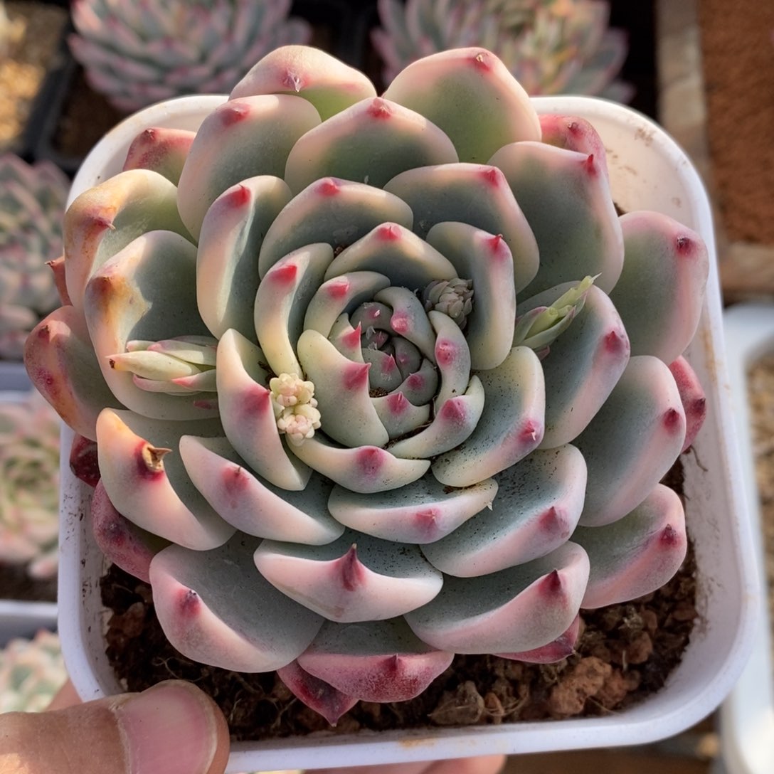 吉娃娃锦多肉植物10号