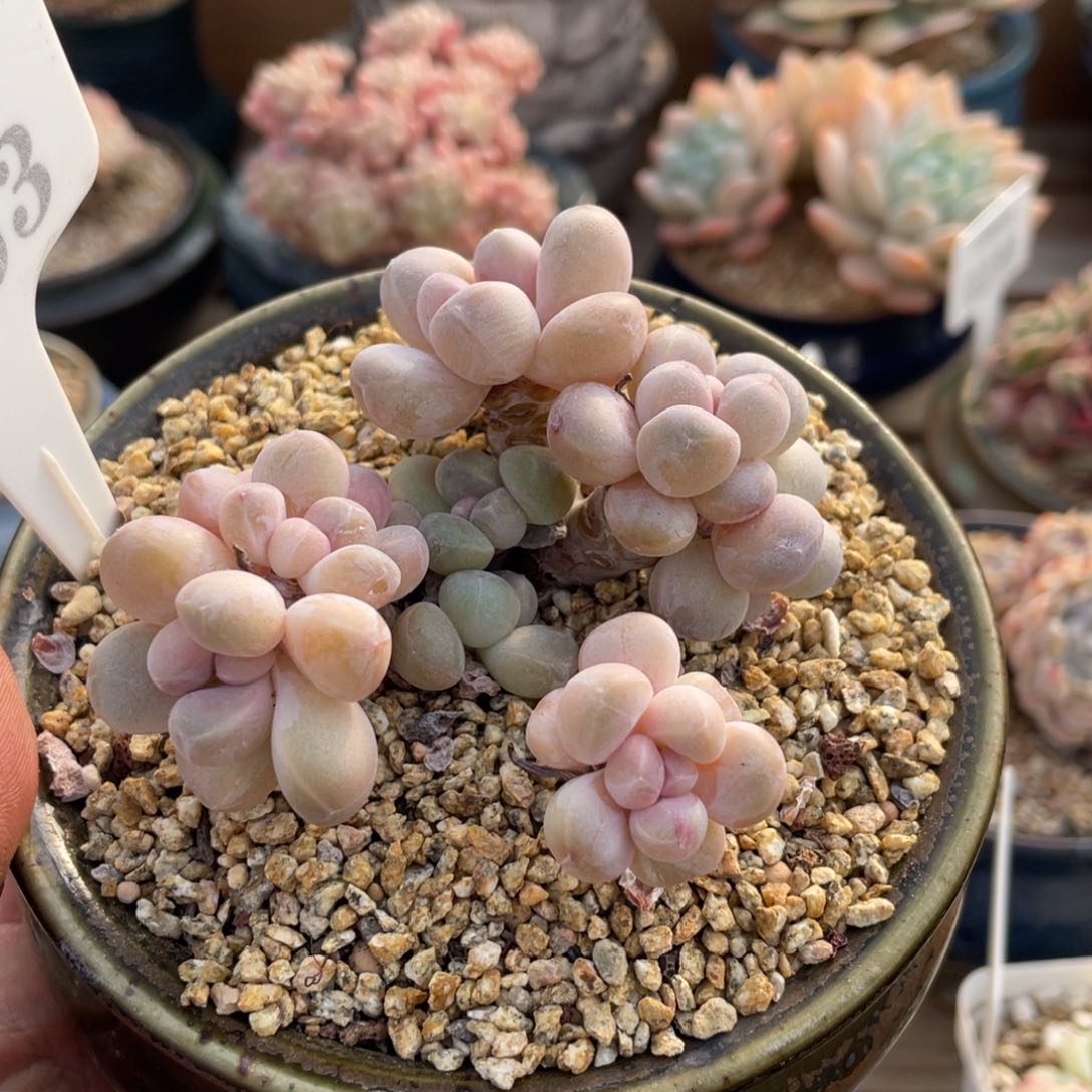 0163香玉不带盆8厘米