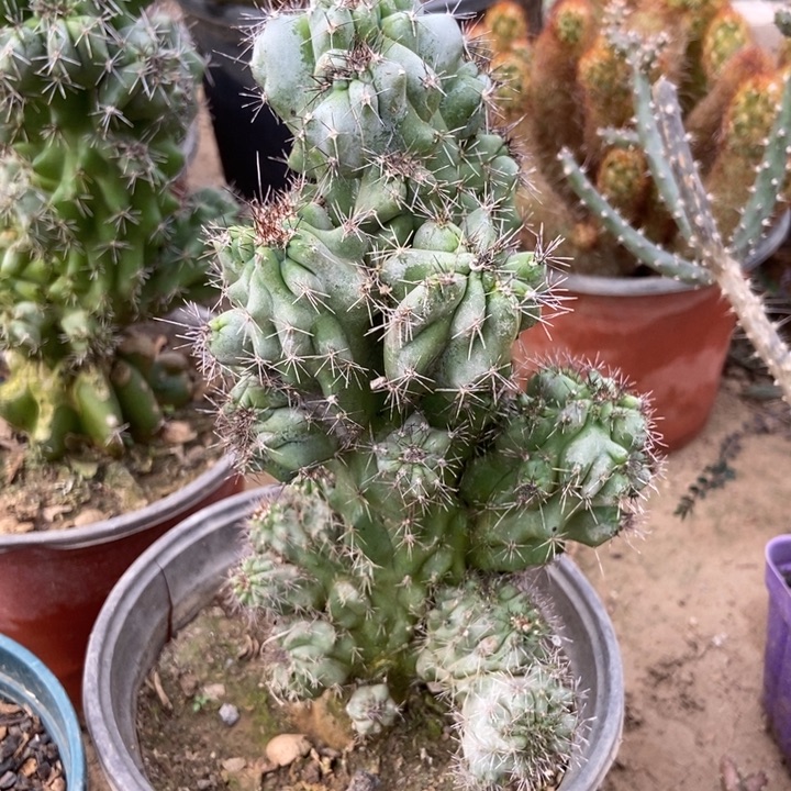 虎头山影一棵高大约20公分