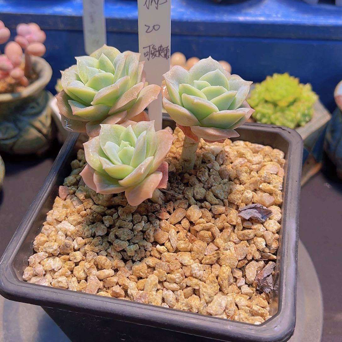 好****子可爱玫瑰，多肉植物，