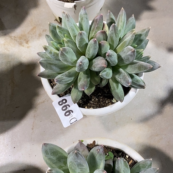 *****998乌拉克拉多肉植物多肉