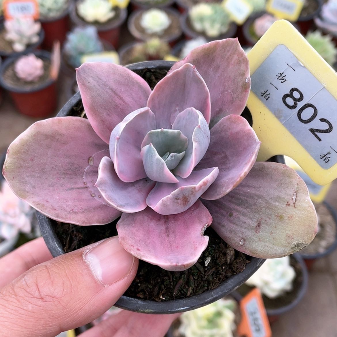 【闪购商品】802号