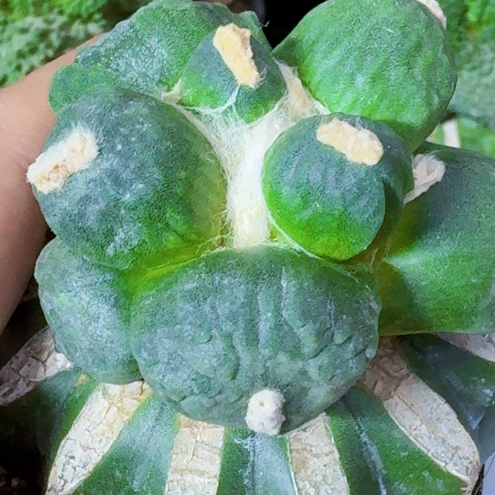 无花朵苗接蛋尤788