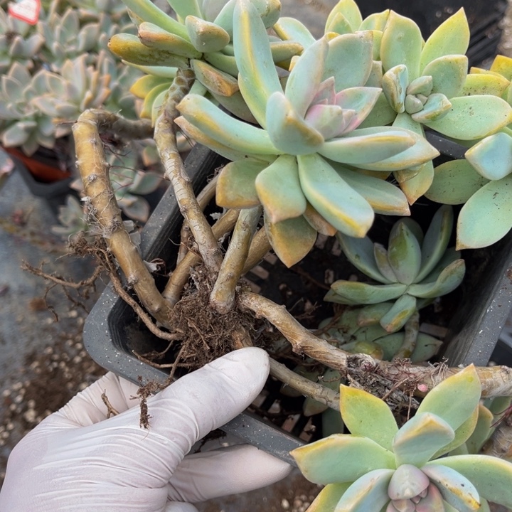 萍****紫雾一颗有点散开了不包损