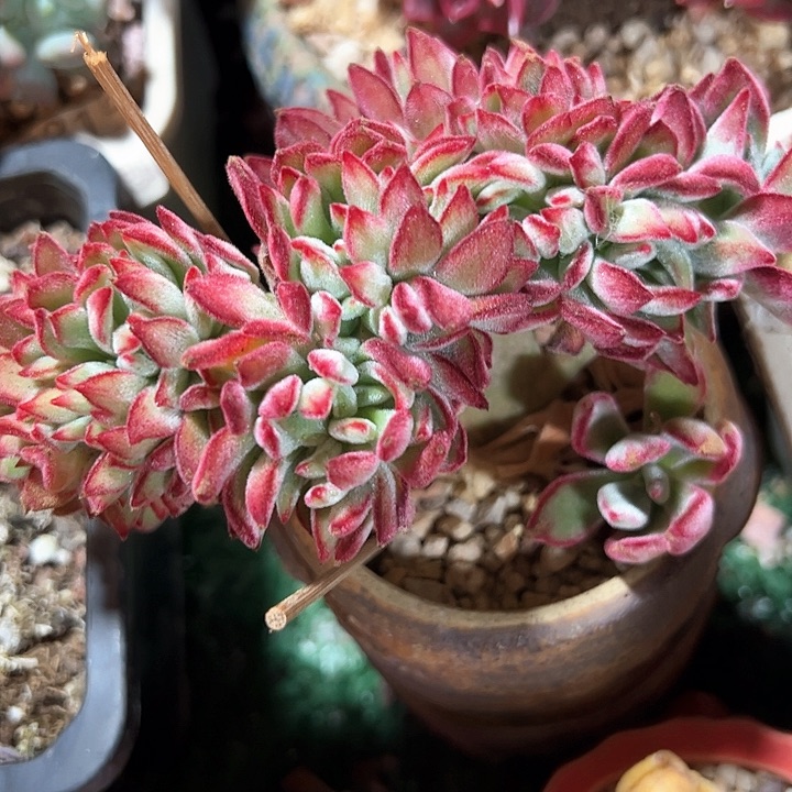 幸运的是我的朋友们