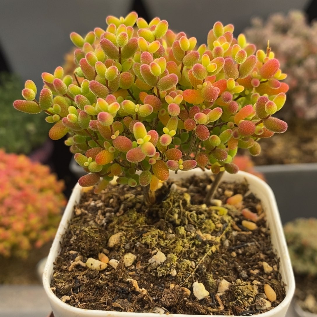完全开放7号蜜橘糖球（6.5cm）元旦福利