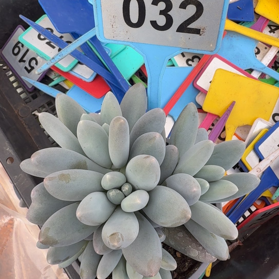 多肉植物橙龙群生032