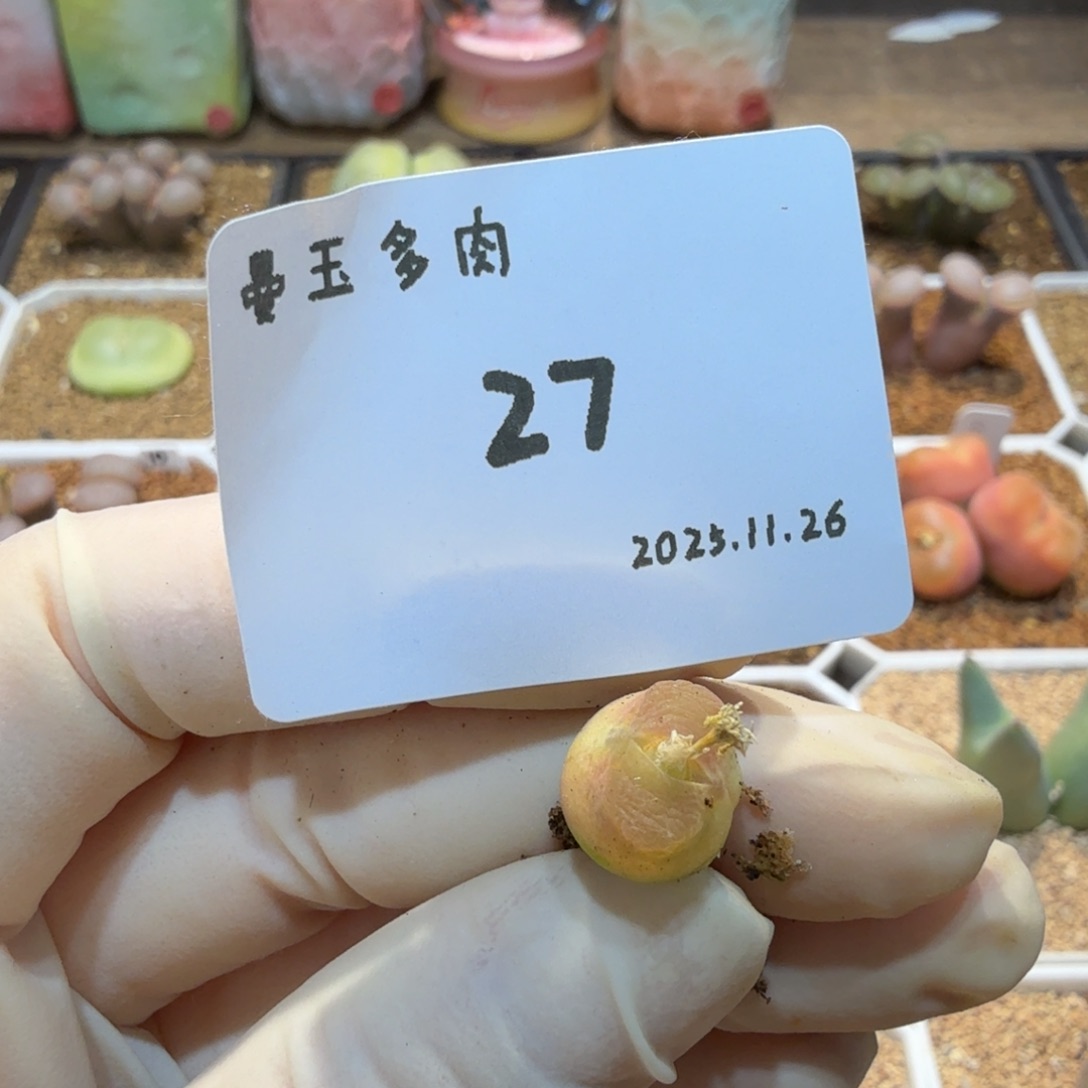 是***懒多肉多肉多肉12.26-027雪茄