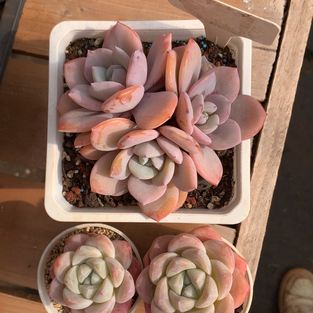 京***京宝子专拍，一物一拍