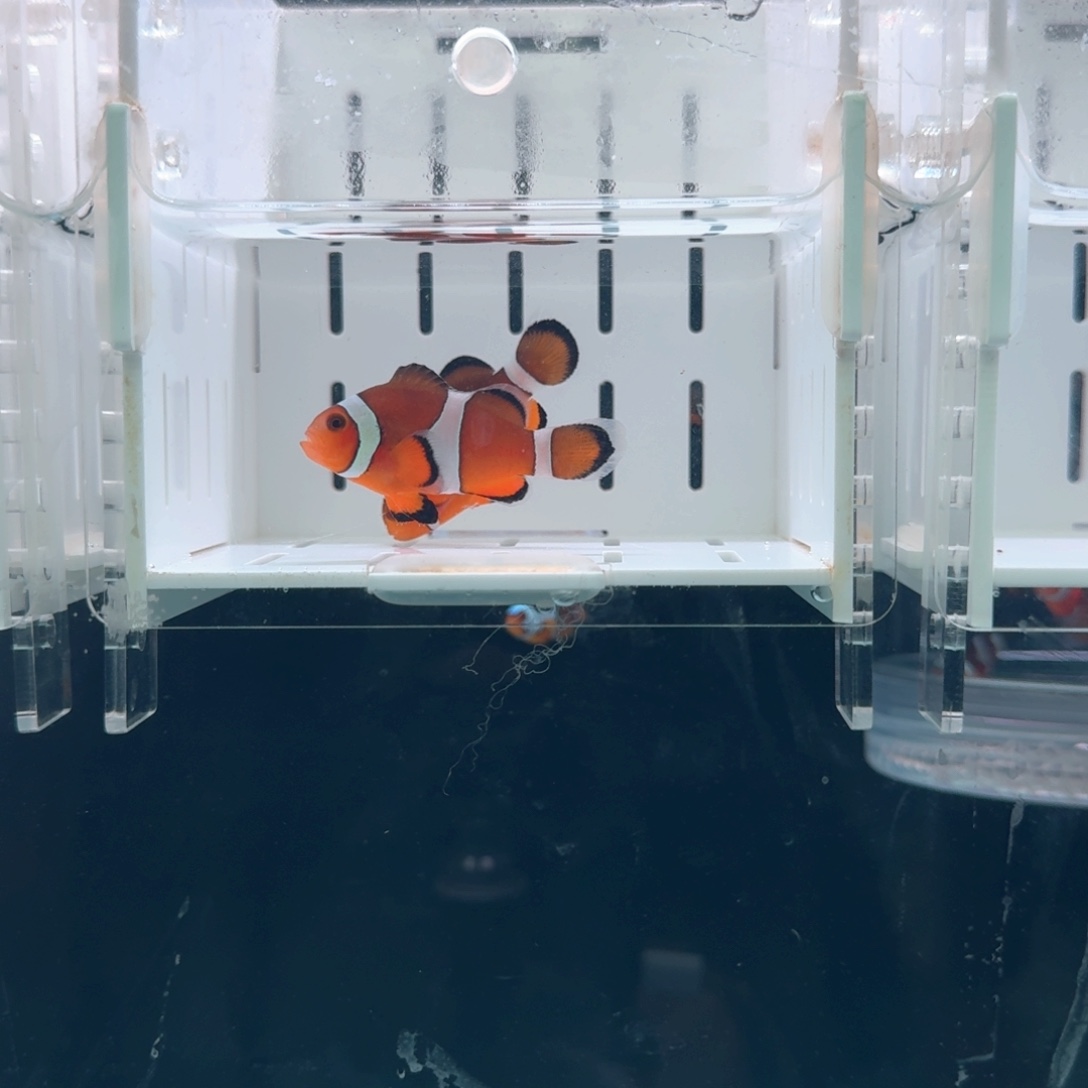 海水鱼4.5+配4+黑边公子一对