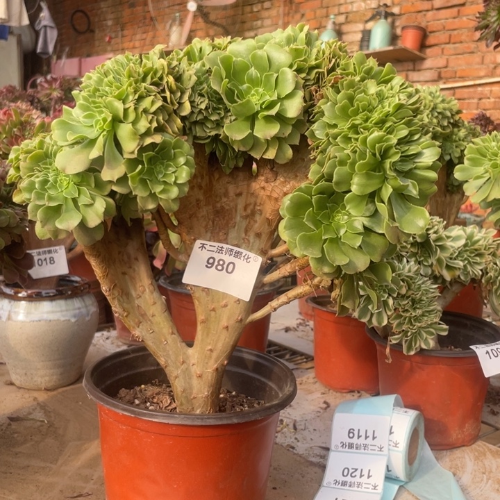 980，绿羊绒缀包邮