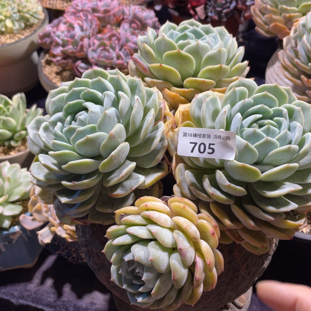 ****思705劳林群生多肉植物