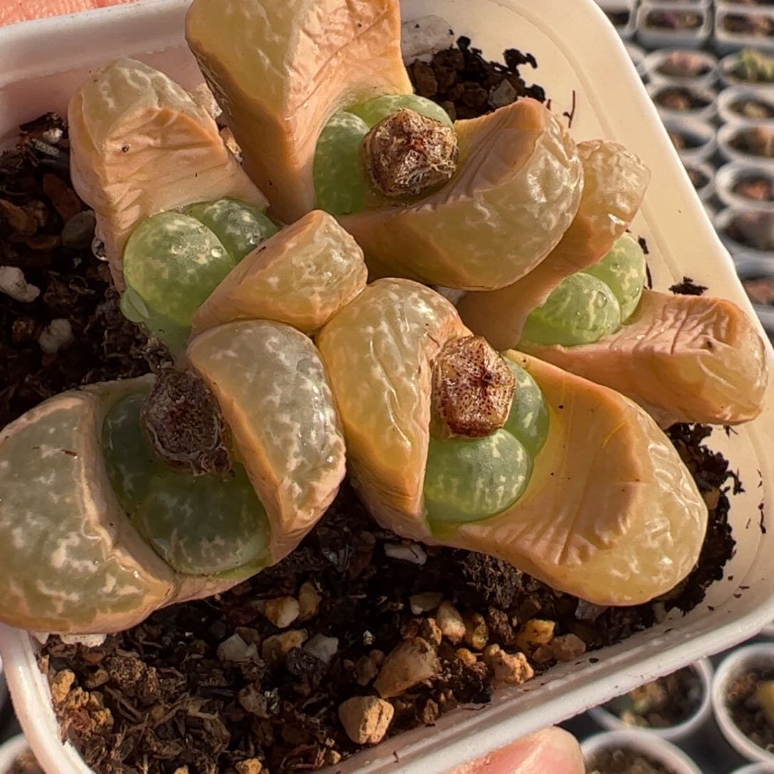 青瓷多肉植物百科1