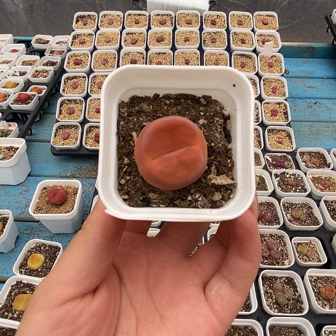 辛***?0802-5-蟠桃一颗。 