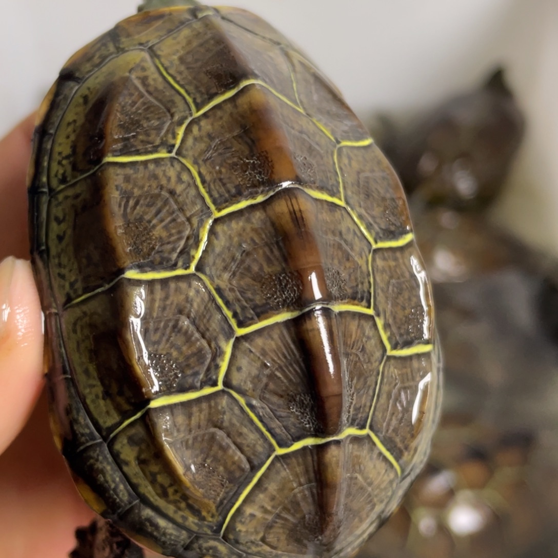 苏北金线冷水草龟