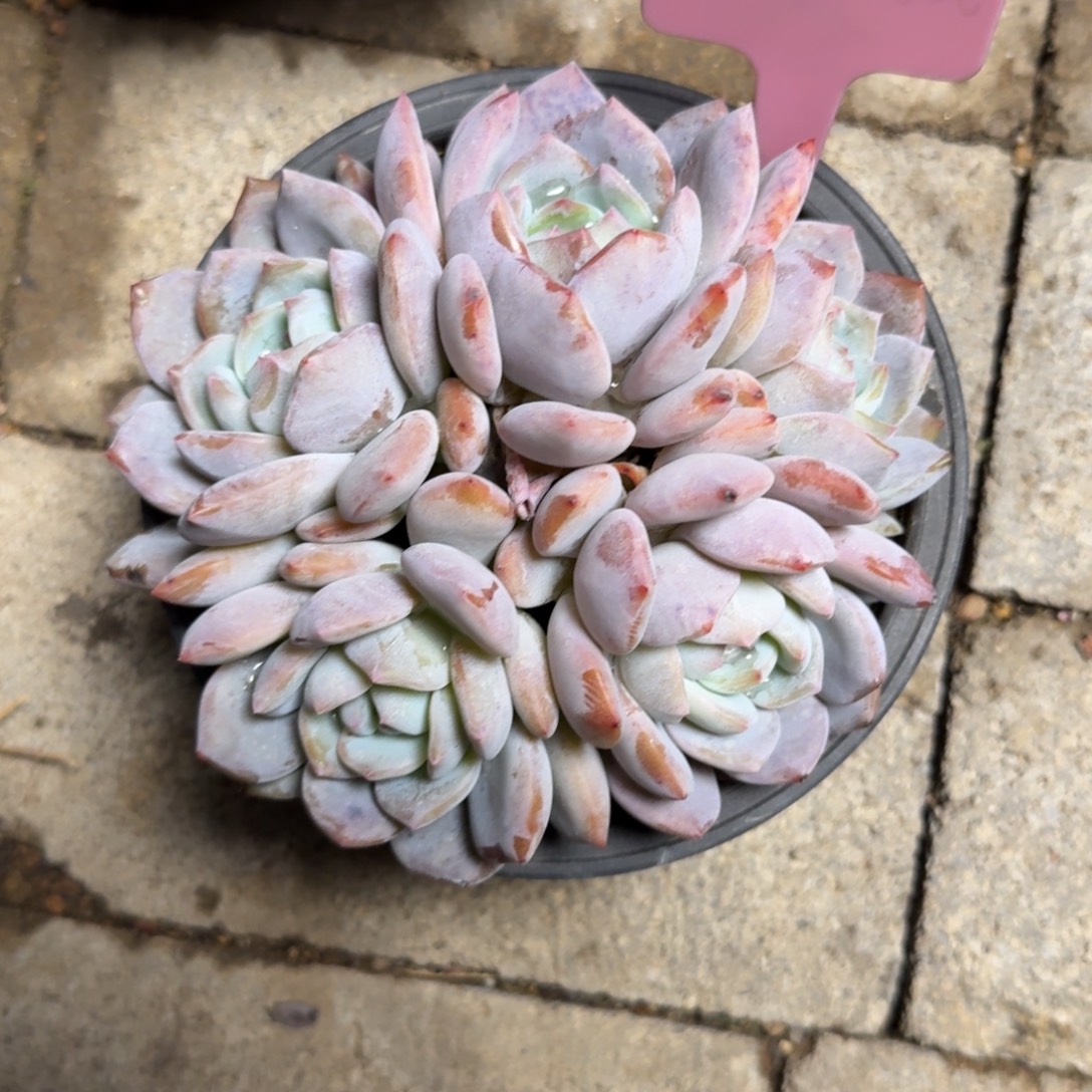 星影群111111111111111